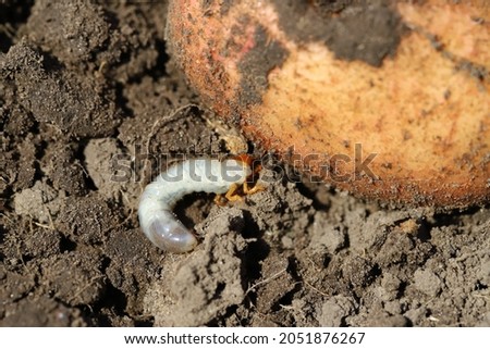 Melolon worm - the larva of the May beetle, pests of agriculture, destroy the potato crop. Agriculture, harvest. Royalty-Free Stock Photo #2051876267