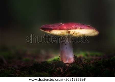 
A study of fungi. Has edited these pictures to create a fairytale atmosphere. Sweden in the autumn of 2021.