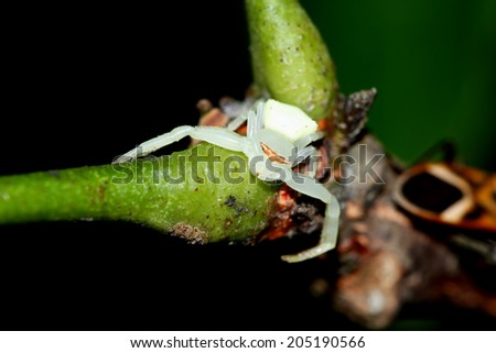 A crab spider on branch