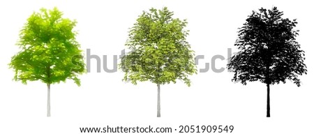 Set or collection of Common Linden trees, painted, natural and as a black silhouette on white background. Concept or conceptual 3d illustration for nature, ecology and conservation, strength, enduranc