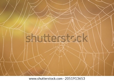 SPIDER WEB ON ORANGE BROWN DEFOCUSED OUTDOOR PATTERN, AUTUMNAL BACKGROUND FOR HALLOWEEN