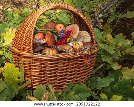 The basket of mushrooms in the forest
