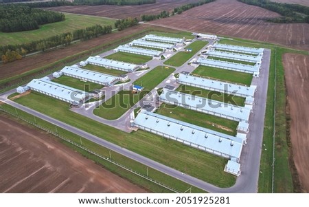 Farm building with cows and pigs in the village, aerial view. Cowshed near agriculture field. Production of milk and Animal husbandry. Cow Dairy. Farm animals and Agronomy. Farm of cattle.