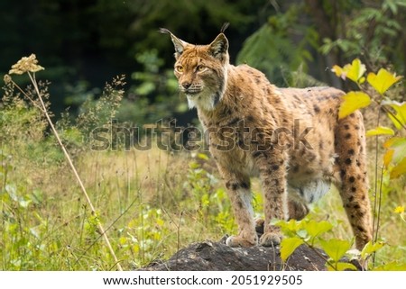 Eurasian lynx (Lynx lynx) standing on a rock in the forest. Beautiful brown and orange furry mammal in its environment with soft background. Wildlife scene from nature.  Royalty-Free Stock Photo #2051929505