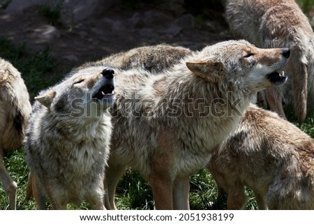 a group of wolves howling together to show their cohesion