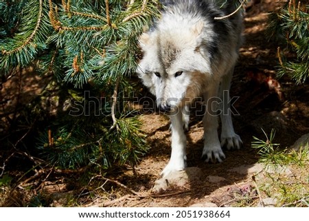 an old white gray polar wolves comes out of the forest