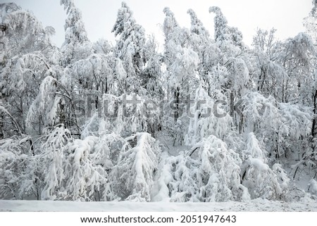 Winter, snow-covered forest. The concept of snowfall, the beginning of winter, weather forecast, the beauty of the winter forest, New Year and Christmas miracle.
