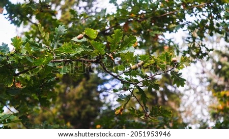 Green acorn hanging from a tree oak leaf background nature summe 