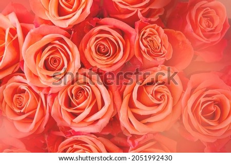 Background of orange and peach roses. - Image