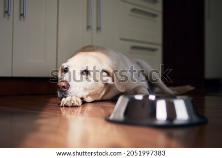 Dog with sad eyes waiting for feeding. Old labrador retriever lying near empty bowl in home kitchen. 
 Royalty-Free Stock Photo #2051997383