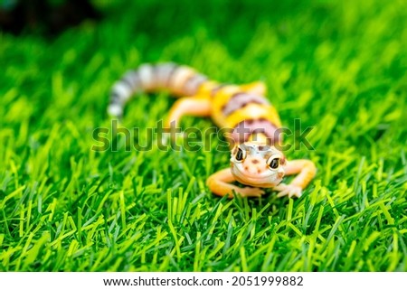 Lizard Eublepharis on a green lawn. Reptile gecko is yellow-spotted. Exotic tropical animal in the wild on the grass. smiling animal Royalty-Free Stock Photo #2051999882