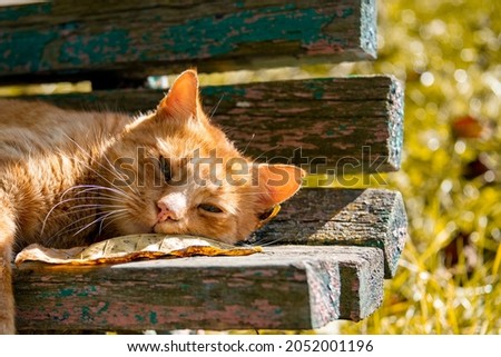 Funny red hair ginger cat on bench autumn photo outdoor