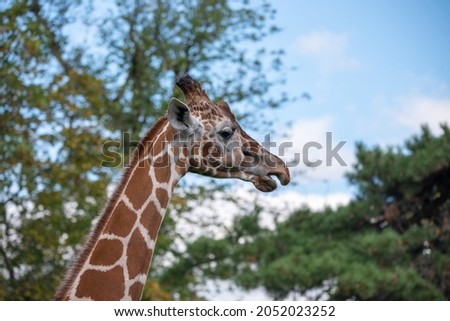 Giraffes at the Zoo on a Beautiful Day