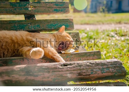 Funny red hair ginger cat on grass autumn photo outdoor