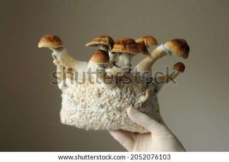 Mycelium block of psilocybin psychedelic mushrooms Golden Teacher. Grower man with Psilocybe Cubensis mushrooms. Macro view, close-up. Micro-dosing concept. Royalty-Free Stock Photo #2052076103
