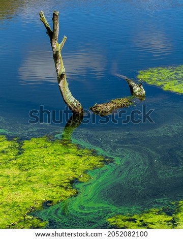 Beautiful colors of a natural lake, tree and colored algae