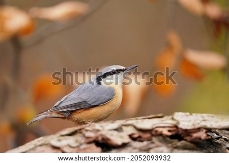 Portrait of a eurasian nuthatch with autumn background. (Sitta europaea) . nuthatch in the nature habitat. Wildlife scene from forest.