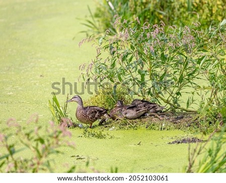 Mallards on a pond of duck weed with pink wild flowers, Quebec, Canada.