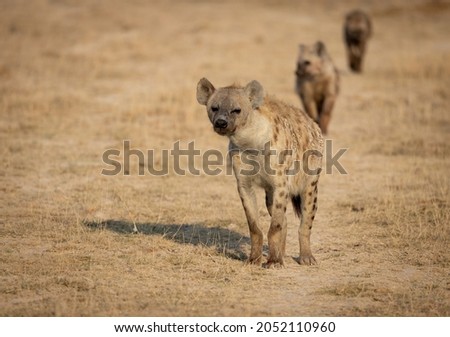Hyena in the Mara Triangle, Africa 