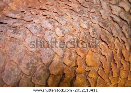 Scales of a dead manis javanica. manis pentadactyla. Royalty-Free Stock Photo #2052113411