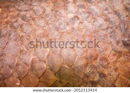 Scales of a dead manis javanica. manis pentadactyla. Royalty-Free Stock Photo #2052113414