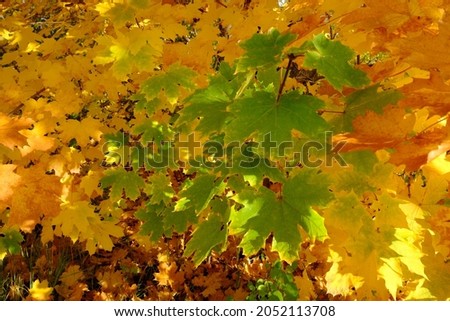 colorful green and golden maple leaves in autumn.