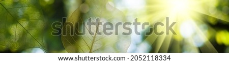 image of transparent leaves on a natural green blurred background.
Leaves against the background of the sun's rays Royalty-Free Stock Photo #2052118334