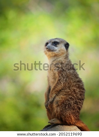 Detail portrait one meerkat, suricata in nature. One animal for banner website. Photo with african animal.