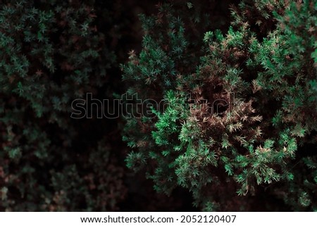 The freshness of the coniferous forest. Warm winter holiday concept. Unique design elements for invitation, wedding cards, greeting cards, valentines day, christmas decoration. 