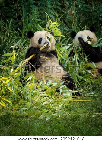 Big panda is eating bamboo. Species animal from China. Portrait of panda. Animal in nature. Closeup popular bear.