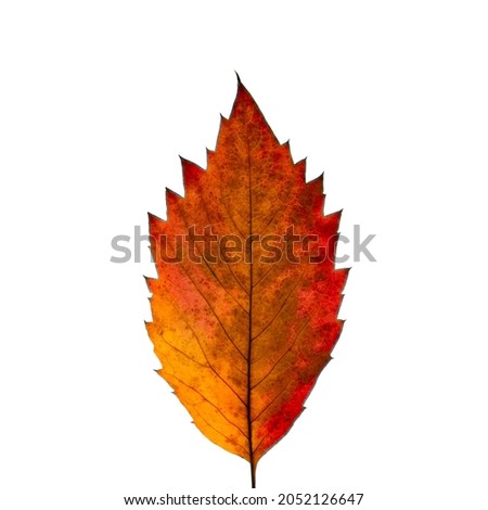 isolated image of colorful autumn leaf close up