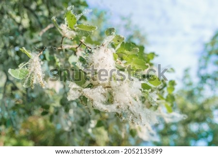 Poplar fluff on the branch among green leaves. Photo with selective focus. 