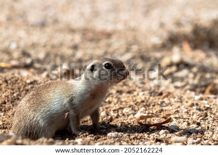 Round tailed ground squirrel, Xerospermophilus tereticaudus in the Sonoran Desert. An adorable mammal found in the American Southwest. Tan or sandy colored fur on top and a cream underside. Tucson, AZ