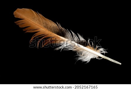 brown and white hen feather on black isolated background