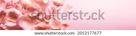Close up of tenderness pink rose petals.