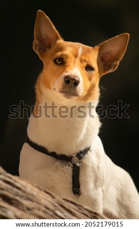 Portrait Jack Russel Puppy Dog