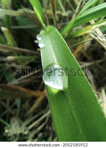 The Dew on the leaf macro photography