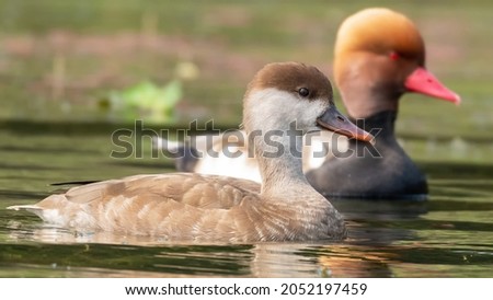 A colorful female Red-crested Pochard (Netta rufina) in water at Chupi Char. Purbasthali, Bardhaman, West Bengal, India