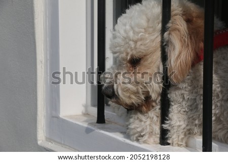 A picture of a cute brown curly hair poodle dog on a window with bars 