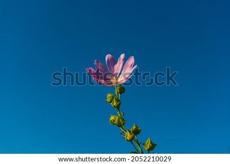 Pink Malva flower on blue sky. Summer season, July. Web banner.