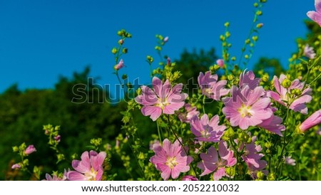 Pink Malva Flowers on the Blue Sky. Summer season, July. Web banner.
