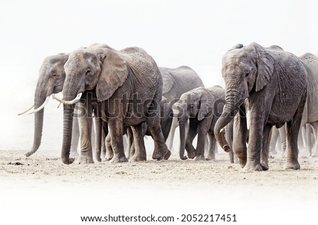 African Bush Elephant - Loxodonta africana big herd of elephants with cubs walking in dusty dry savannah, contrast near to black and white picture, Kenya Africa.