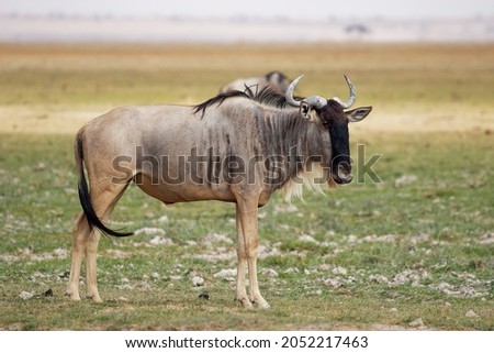 Eastern White-bearded Wildebeest - Connochaetes taurinus albojubatus also brindled gnu, antelope in Eastern and Southern Africa, belongs to Bovidae with antelopes, cattle, goats, sheep, ungulates.  Royalty-Free Stock Photo #2052217463