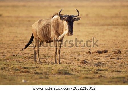 Eastern White-bearded Wildebeest - Connochaetes taurinus albojubatus also brindled gnu, antelope in Eastern and Southern Africa, belongs to Bovidae with antelopes, cattle, goats, sheep, ungulates.  Royalty-Free Stock Photo #2052218012