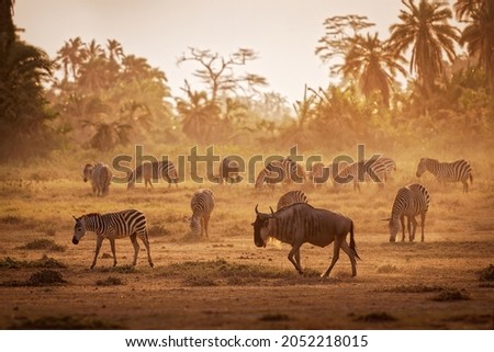 Eastern White-bearded Wildebeest - Connochaetes taurinus albojubatus also brindled gnu, antelope in Eastern and Southern Africa, with the herd of zebras. Royalty-Free Stock Photo #2052218015