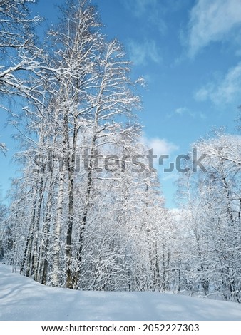 Winter fairy tale. A fresh frosty day