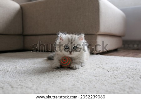 a small fluffy cute long-haired kitten with blue eyes, a silver British chinchilla or Persian breed, lies on a soft beige carpet and plays with a ball in a light, cozy room Royalty-Free Stock Photo #2052239060