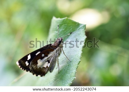 Udaspes folus - Grass demon butterfly is resting on the leaf of the wild plant with green blurry background
