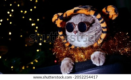 Pet British, Scottish Straight cat in a tiger costume lies on an isolated black background with glasses. Cool animal 2022