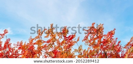 Bright red-orange autumn leaves of rowan on the background of the sky. Autumn background banner.
